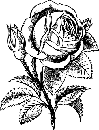 Floral Flower Leaf · Free vector graphic on Pixabay