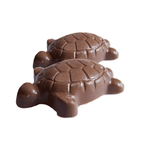 turtle 🐢 🐢 chocolate 🍫