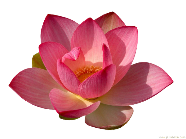 Water Lily PNG Transparent | PNG Mart
