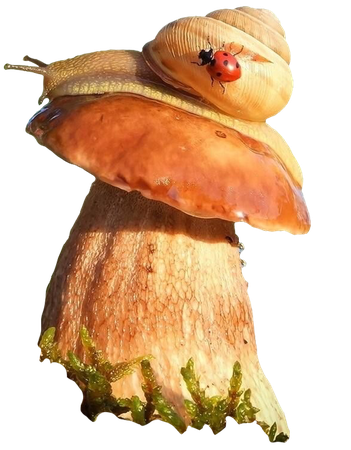 mushroom snail bug