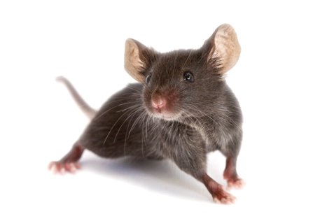 pet mouse