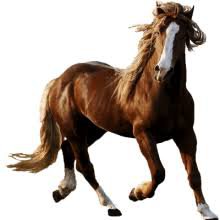 horse without background - Google Search