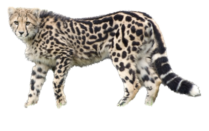 melanic cheetah