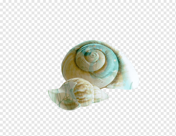 shell 🐚 🐚