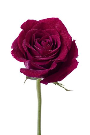 Burgundy rose