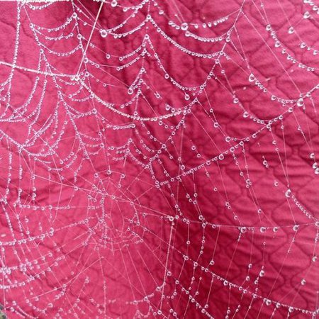 pink spiderweb