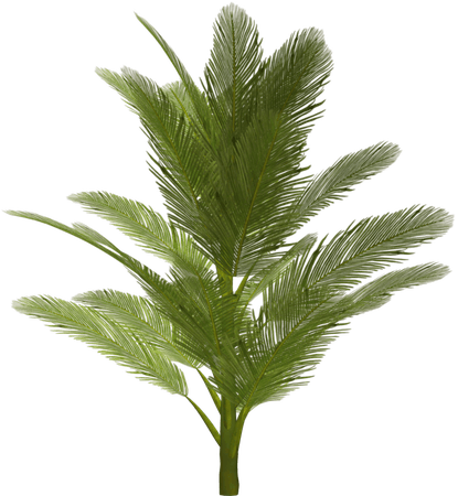 purepng.com-palm-treepalm-treefeather-leavedfan-leavedevergreen-leavestropical-tree-1411527071661ucwfe.png (858×930)