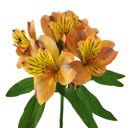 Pea Pod Orange Alstroemeria Flowers | FiftyFlowers.com