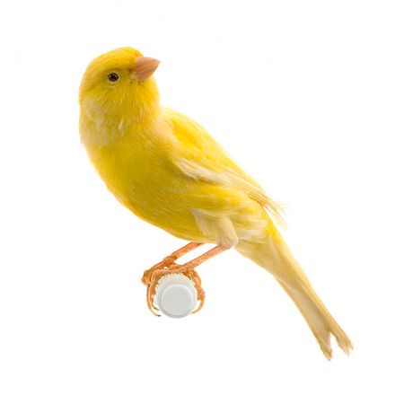 Yellow Canary On Its Perch Stock Photo - Download Image Now - Canary Bird, Bird, Yellow - iStock
