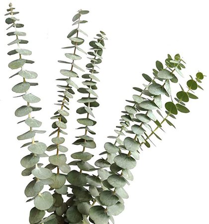 Dried Real Eucalyptus Branches 12 Stems