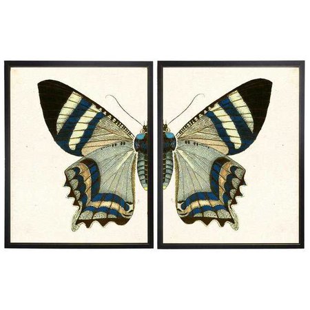 Split White & Blue Butterfly Prints in Copper & Black Shadowboxes 38ʺ × 25ʺ - a Pair | Chairish