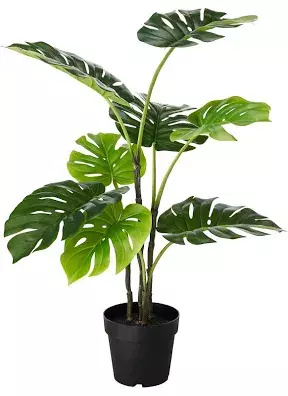 house plant - Google Search