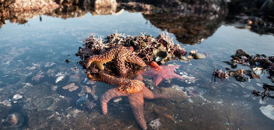 star fish crescent city beach ⛱️ rock