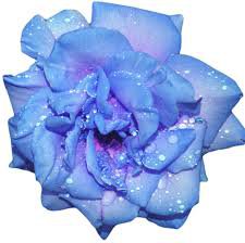 blue flower transparent - Google Search