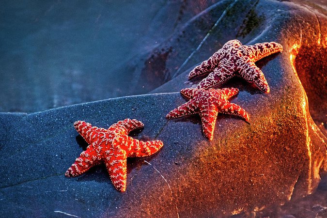 Starfish beach sunest