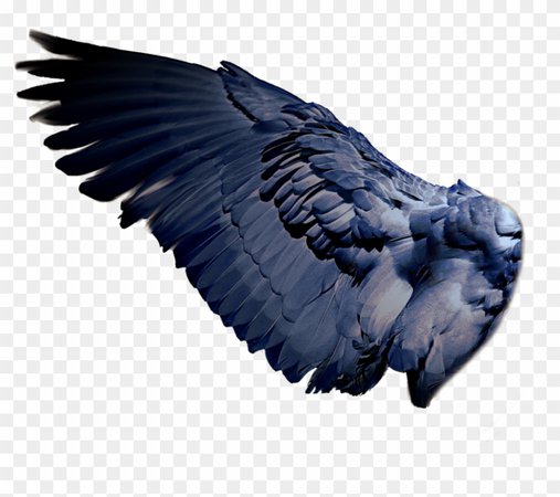 Wings - Bird Wings Png, Transparent Png - 900x726(#2191249) - PngFind