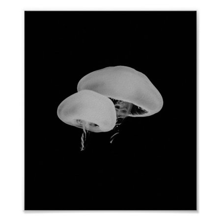 Jellyfish Poster | Zazzle.com