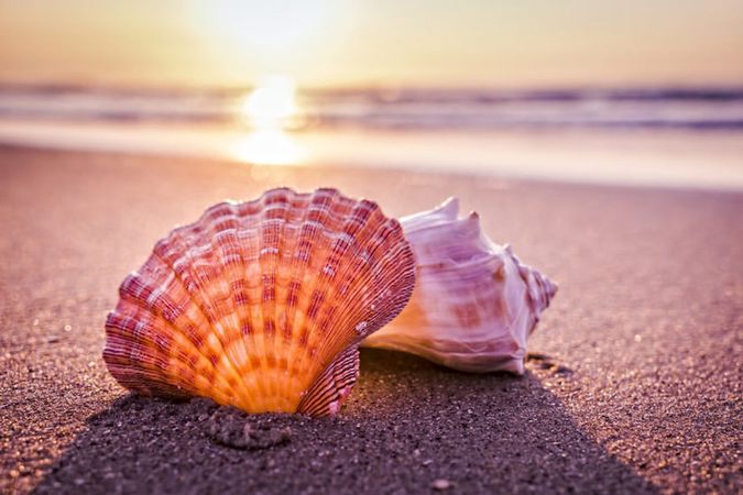 beach mermaid 🧜🏻‍♀️ sea shell 🐚