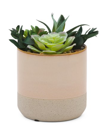 7in Succulents In Round Ceramic Pot - Living Room - T.J.Maxx