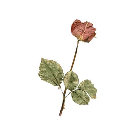 withered flower