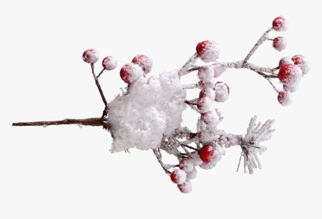 Winter Berry Png