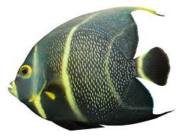 tropical fish png - Google Search