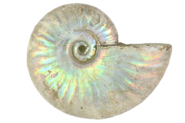 Silver Iridescent Ammonite Fossil