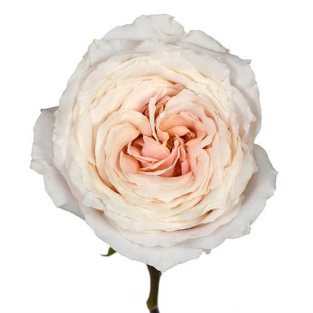Ginger Cream Garden Rose l Fiftyflowers.com