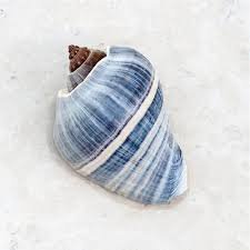 blue sea shell - Google Search