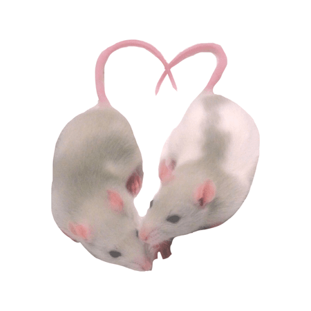 Rats in love PNG