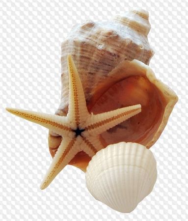 shell 🐚 sea 🌊