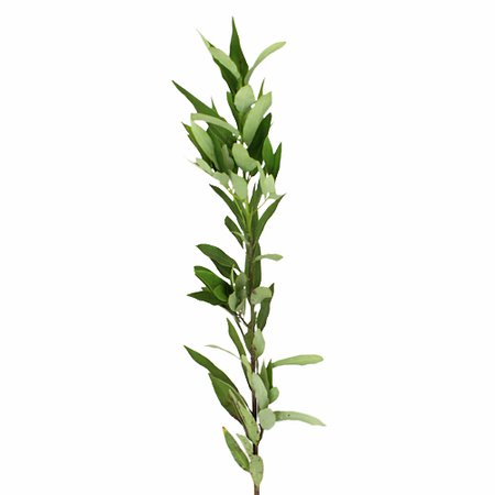 Fresh Cut Bay Leaf Herb for Flower Arranging | FiftyFlowers.