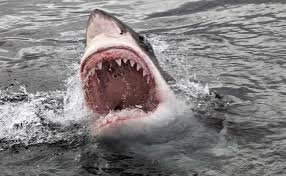 shark attack - Google Search