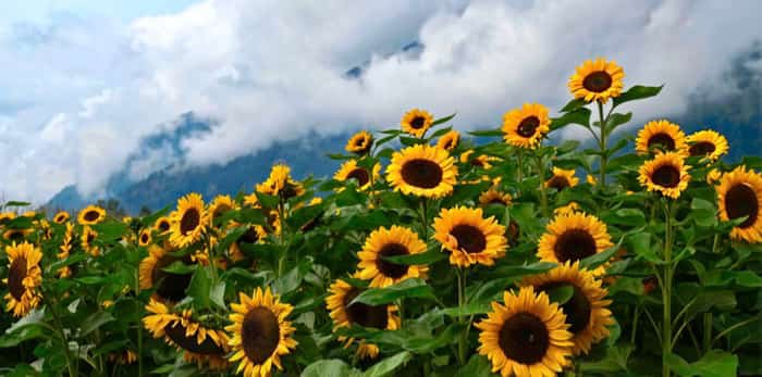 The Chilliwack Sunflower Festival offers 5 acres of massive sunflowers | Vancouver Is Awesome