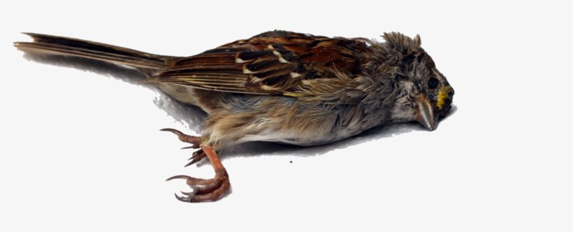 Dead Bird Png Stock Single 4589 By Annamae22 Pluspng - Death Bird Png PNG Image | Transparent PNG Free Download on SeekPNG