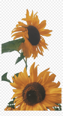 685-6853383_sunflower-tumblr-png-freetoedit-retro-vintage-70s-aesthetic.png 840×1,532 pixels