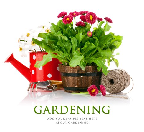 52000-green-leaf-safflower-plants-and-gardening-tools.jpg (1800×1657)