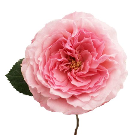 Mayra Pink Ruffles Garden Rose l Fiftyflowers.com