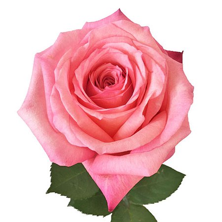 Pinkaboo Rose Pink | FiftyFlowers.com