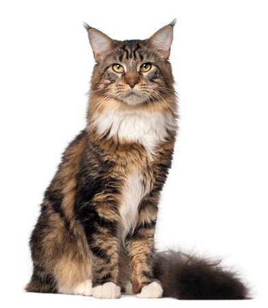 Veterinary-portrait-of-maine-coon-cat-10-months-old-sitting-in-front-of-white-background-102563039_450.jpg (450×517)