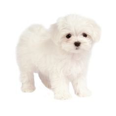 maltese puppy dog png