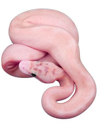 pink snake