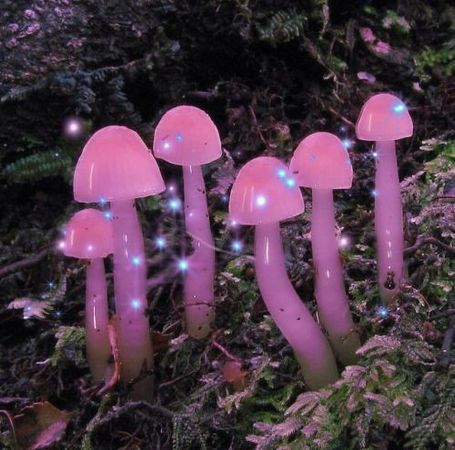 pink mushrooms