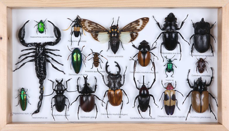 Mounted Insects