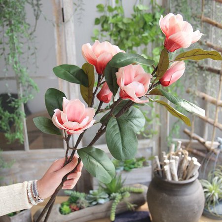 magnolia flower - Google Search