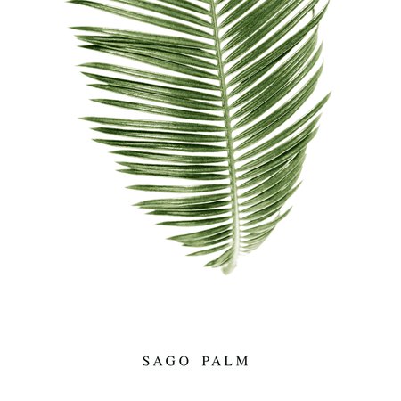 sago-palm-leaf-print-with-text.jpg (1500×1500)