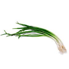 wild onion png