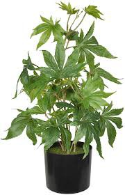 weed plant - Google Search