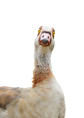 funny goose birds animals