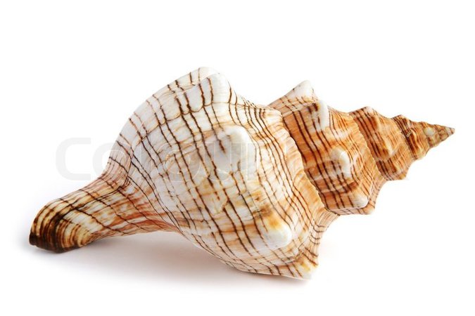 seashells - Google Search